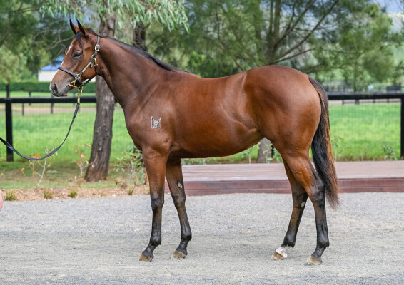 Lot 246: Time to Reign / Jehannedarc (IRE)