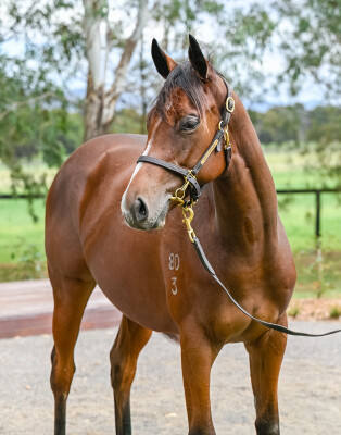 Lot 246: Time to Reign / Jehannedarc (IRE)