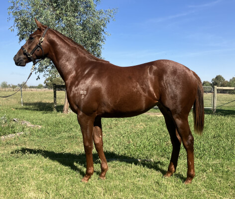 Lot 229: Hanseatic / Hastalavista Baby