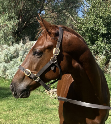 Lot 229: Hanseatic / Hastalavista Baby