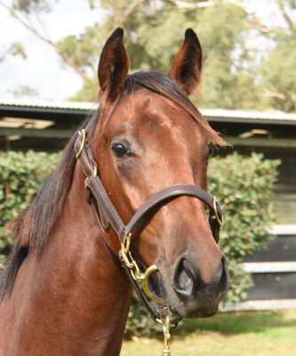 Lot 35: Doubtland / Rahveel