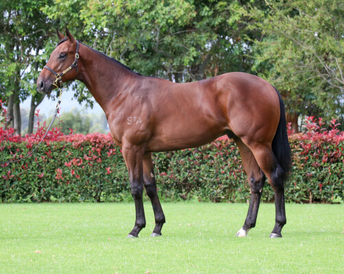 Lot 176: Profiteer / Cherokee Rose