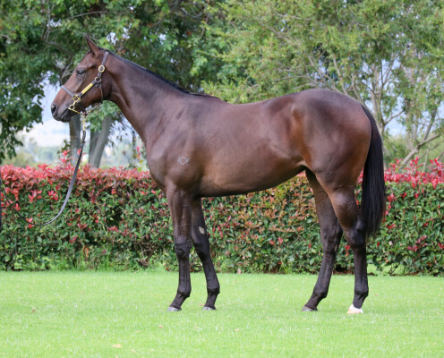 Lot 242: Capitalist / Island Bay Lady