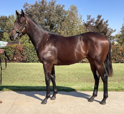 Lot 72: Sandbar / Sotirio