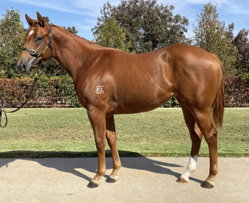 Lot 21: Star Turn / Persia