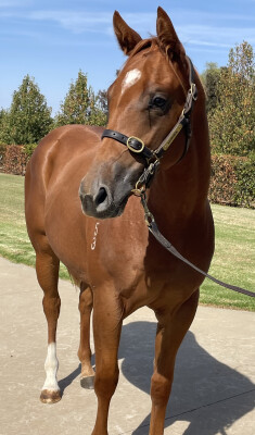 Lot 21: Star Turn / Persia