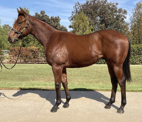 Lot 267: Pariah / Maddison Avenue