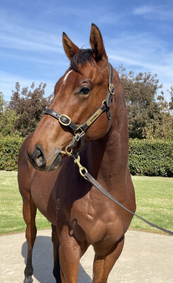 Lot 267: Pariah / Maddison Avenue