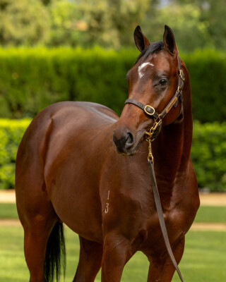 Lot 177: Casino Prince / Chevaria