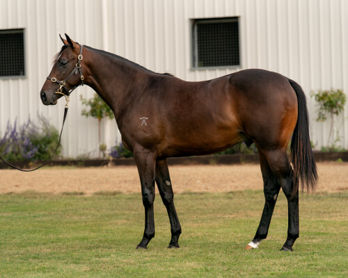 Lot 22: Acrobat / Phylicia