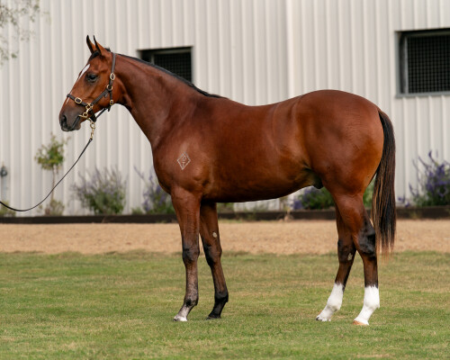 Lot 68: Saxon Warrior (JPN) / Snapcrackle (NZ)