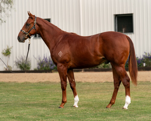 Lot 226: Yes Yes Yes / Gregorian Chant (NZ)