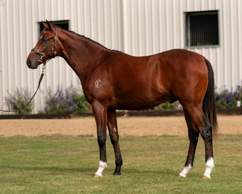 Lot 286: Maurice (JPN) / Miss Japan (JPN)