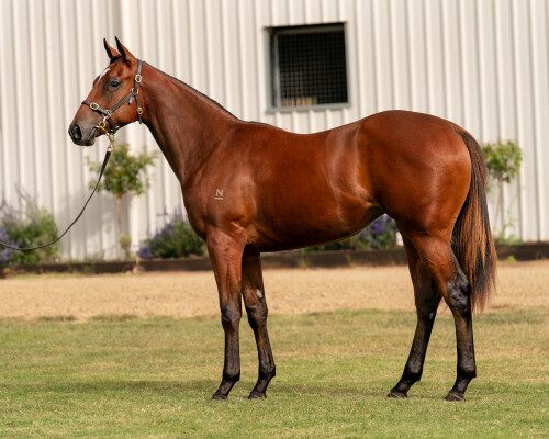 Lot 289: Wild Ruler / Miss Vixen