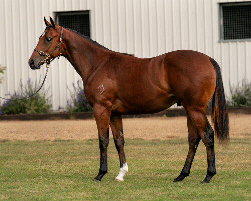 Lot 292: Yes Yes Yes / Moonchild