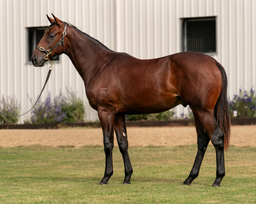 Lot 299: Hellbent / Mystic