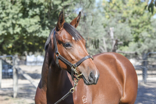 Lot 182: Star Witness / Cliffette