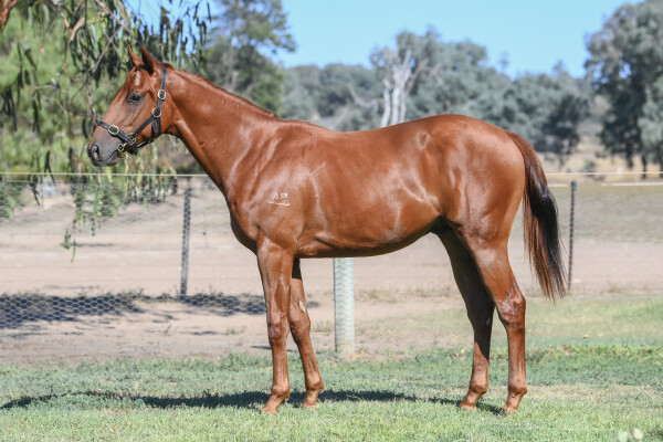 Lot 228: Doubtland / Hai Sun