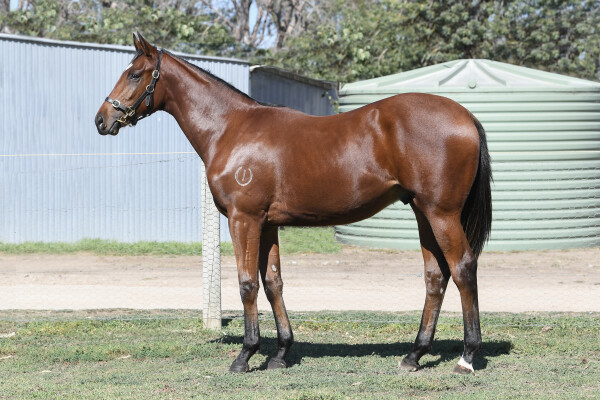 Lot 268: Overshare / Magical Slice