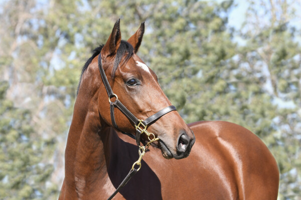 Lot 268: Overshare / Magical Slice