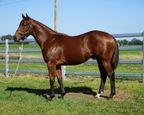 Lot 208: Prague / Faltonia