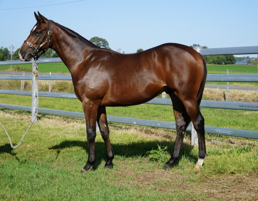 Lot 274: Acrobat / Mannya (NZ)