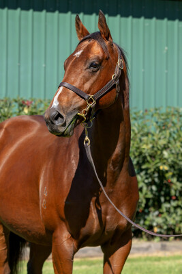 Lot 203: Exceed and Excel / Orion Love (GB)