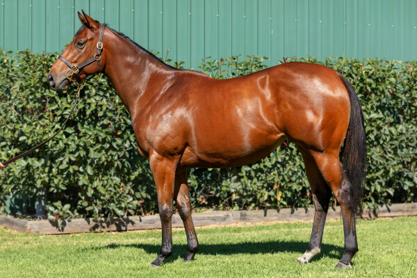 Lot 213: American Pharoah (USA) / Lifesaver Lady