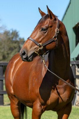 Lot 213: American Pharoah (USA) / Lifesaver Lady