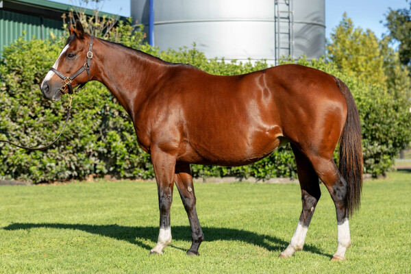 Lot 236: High Chaparral (IRE) / Miss Marion