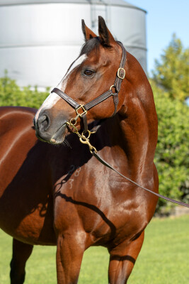 Lot 236: High Chaparral (IRE) / Miss Marion