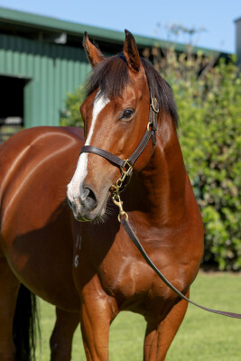 Lot 302: I Am Invincible / Alcancia