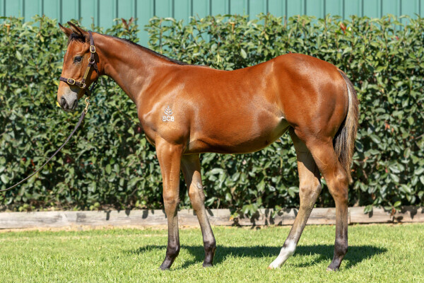 Lot 21: State of Rest (IRE) / One May Hope
