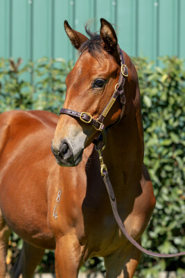 Lot 21: State of Rest (IRE) / One May Hope