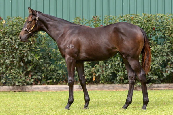 Lot 27: Artorius / Our Girl Raquie