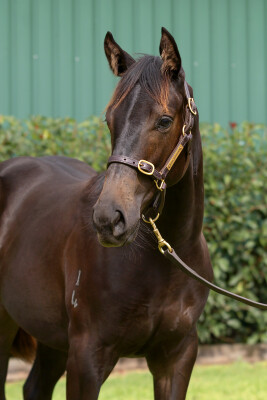 Lot 27: Artorius / Our Girl Raquie