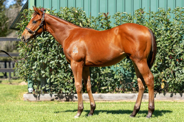 Lot 32: Tassort / Palliate