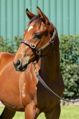 Lot 32: Tassort / Palliate