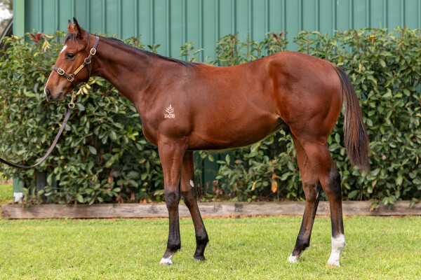 Lot 116: Cosmic Force / Shay