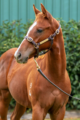 Lot 175: Profiteer / Talma