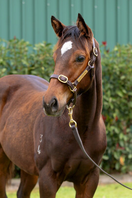 Lot 204: Pierata / Valley of the Sun