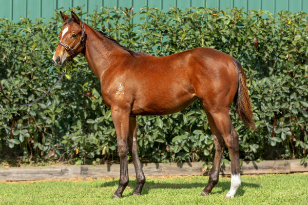 Lot 340: Victor Ludorum (GB) / Dandesha (FR)