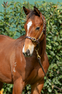 Lot 340: Victor Ludorum (GB) / Dandesha (FR)