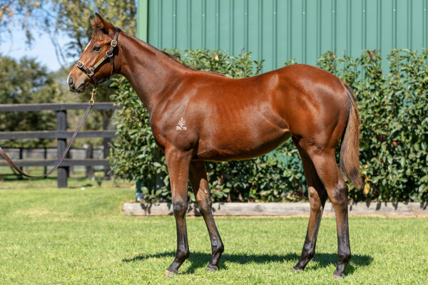 Lot 366: Stay Inside / Empress El (NZ)