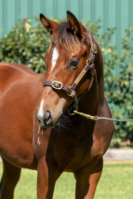 Lot 366: Stay Inside / Empress El (NZ)