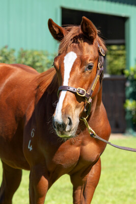 Lot 375: Dirty Work / Etoile Celebre (NZ)
