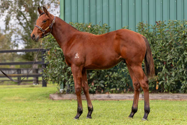 Lot 498: Tassort / Licciardi