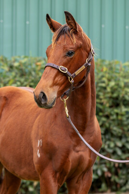 Lot 498: Tassort / Licciardi