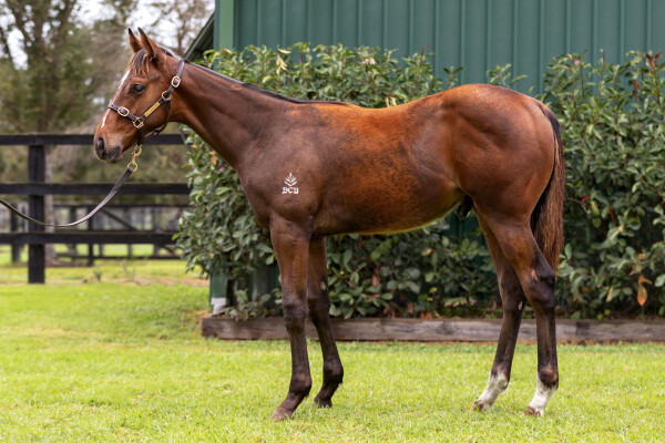 Lot 499: Wild Ruler / Lilas (NZ)