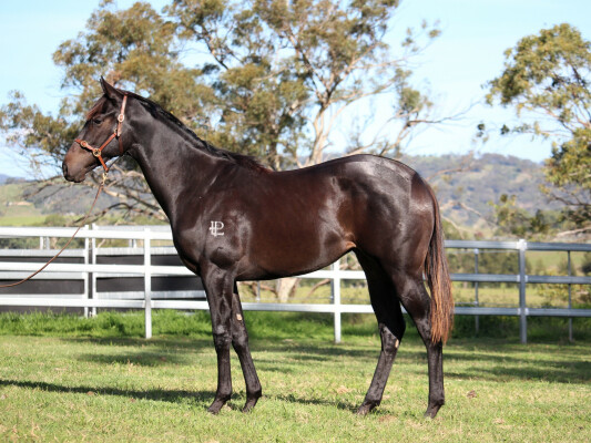 Lot 250: Exceedance / Katisam
